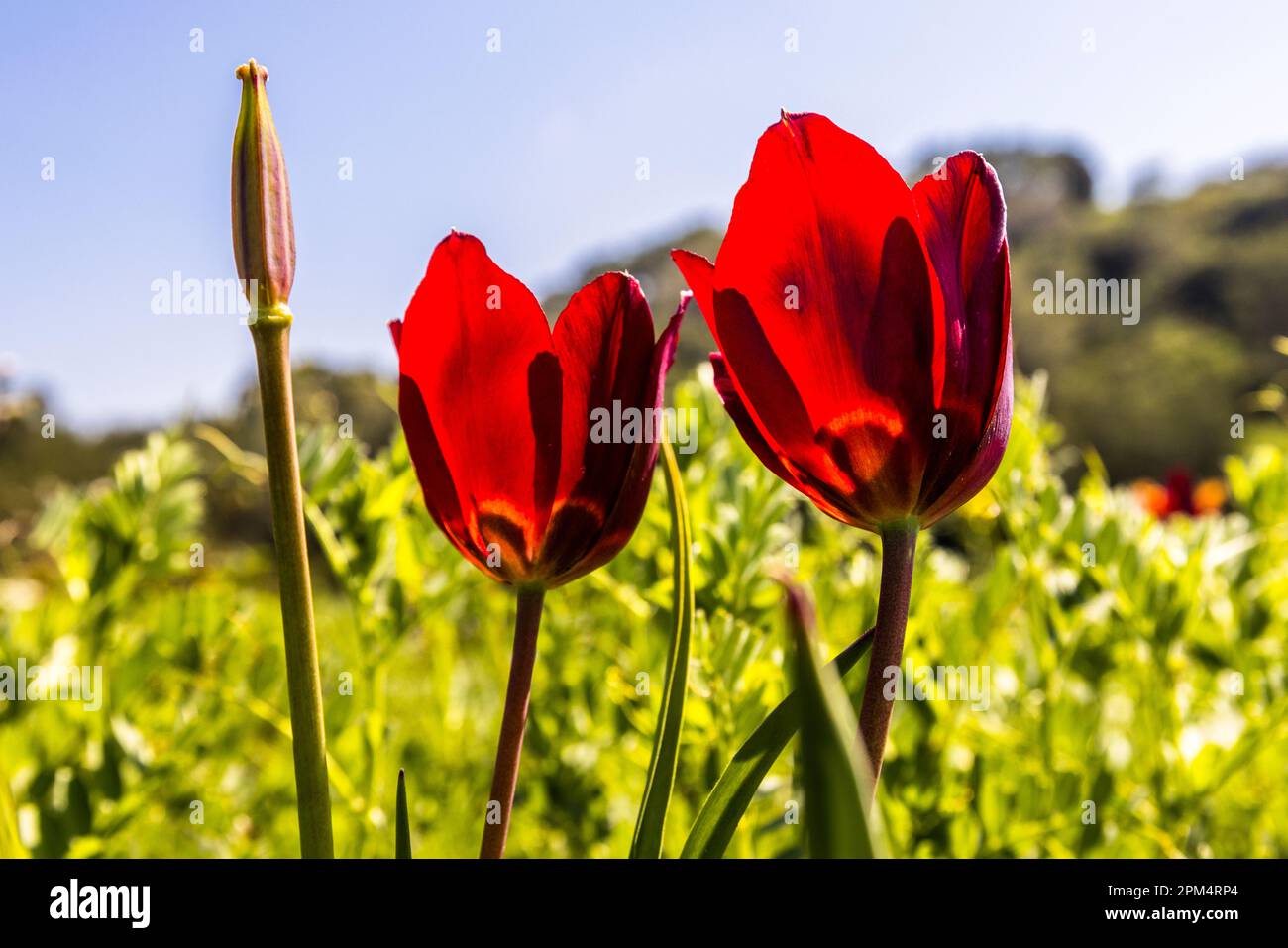 Only in the months of March and April, and only in Cyprus, these tulips