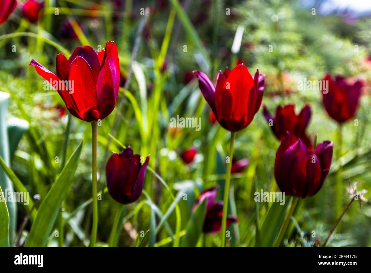 Only in the months of March and April, and only in Cyprus, these tulips (Tulipa cypria) bloom. Diorios, Cyprus. The red tulip is an endemic variety. It grows only in a few areas of Cyprus, like here at Kormakitis / Korucam in northern Cyprus. Flowering time is from mid-March Stock Photo