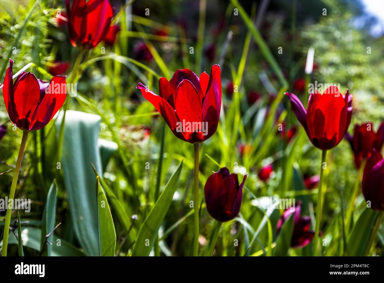 Only in the months of March and April, and only in Cyprus, these tulips