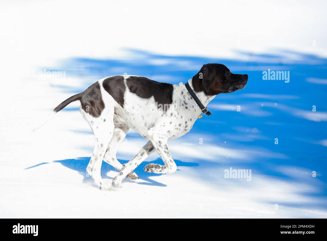 Dog english pointer running on the melting ice in the spring Stock ...