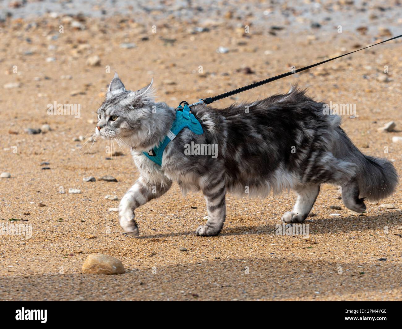 persian cat on a leash, walk on the beach Stock Photo