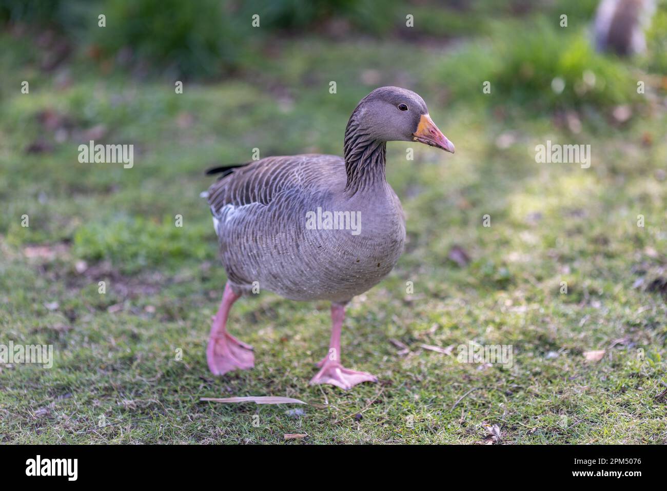 graylag goose standing in a grassy field Stock Photo - Alamy