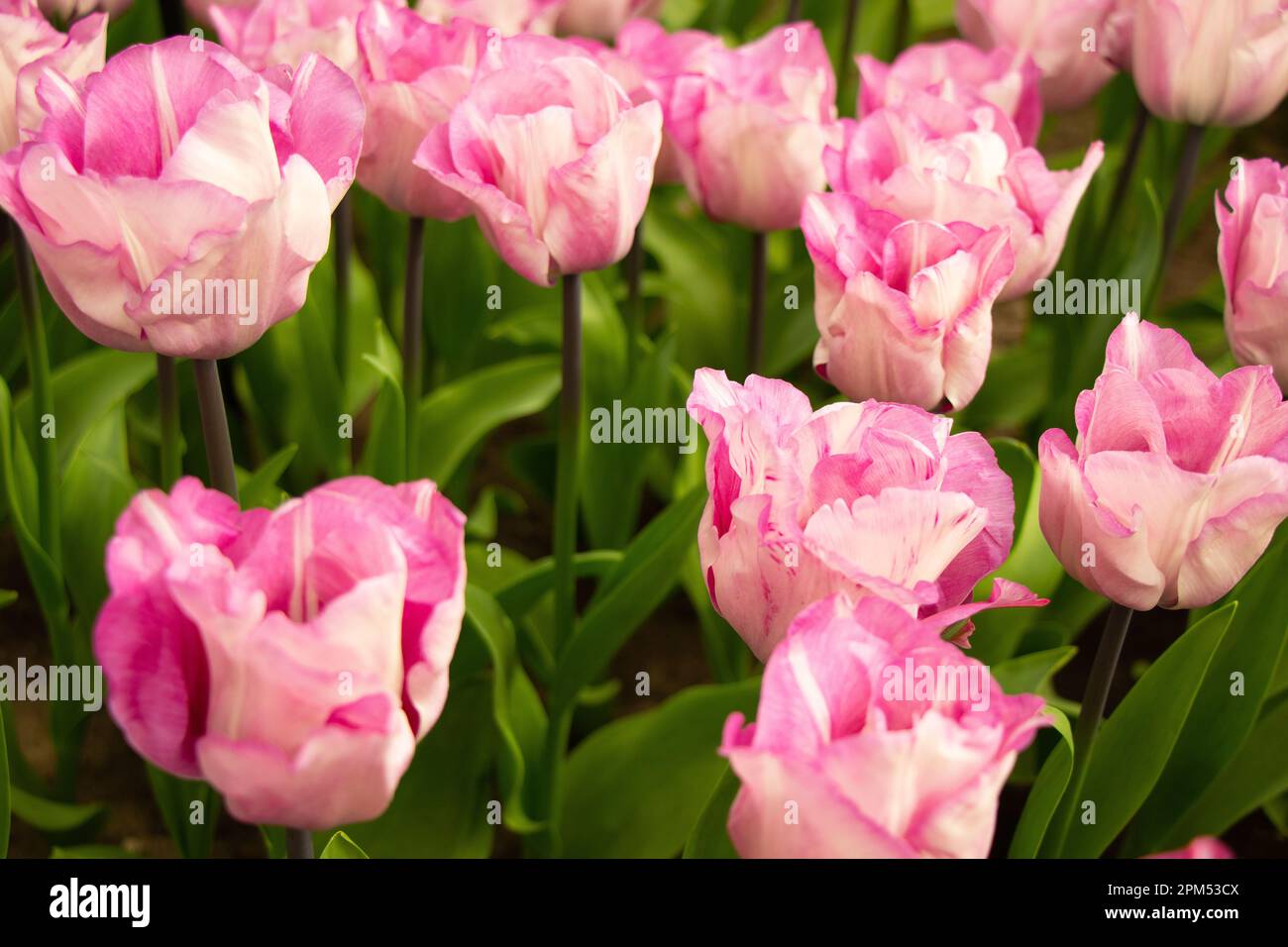 pink tulips in Holland Spring Stock Photo - Alamy