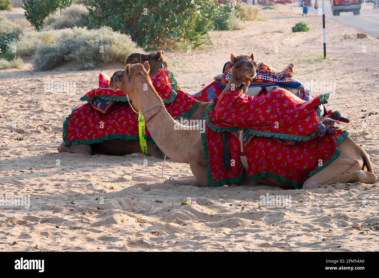 Thar desert, Rajasthan, India - 15.10.2019 : Camels with traditioal ...