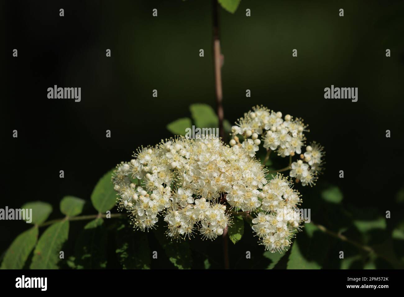White flowers on green bushes on a summer day in the park Stock Photo