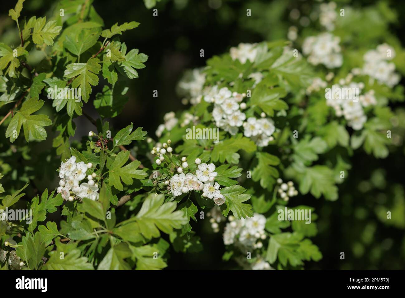 White flowers on green bushes on a summer day in the park Stock Photo