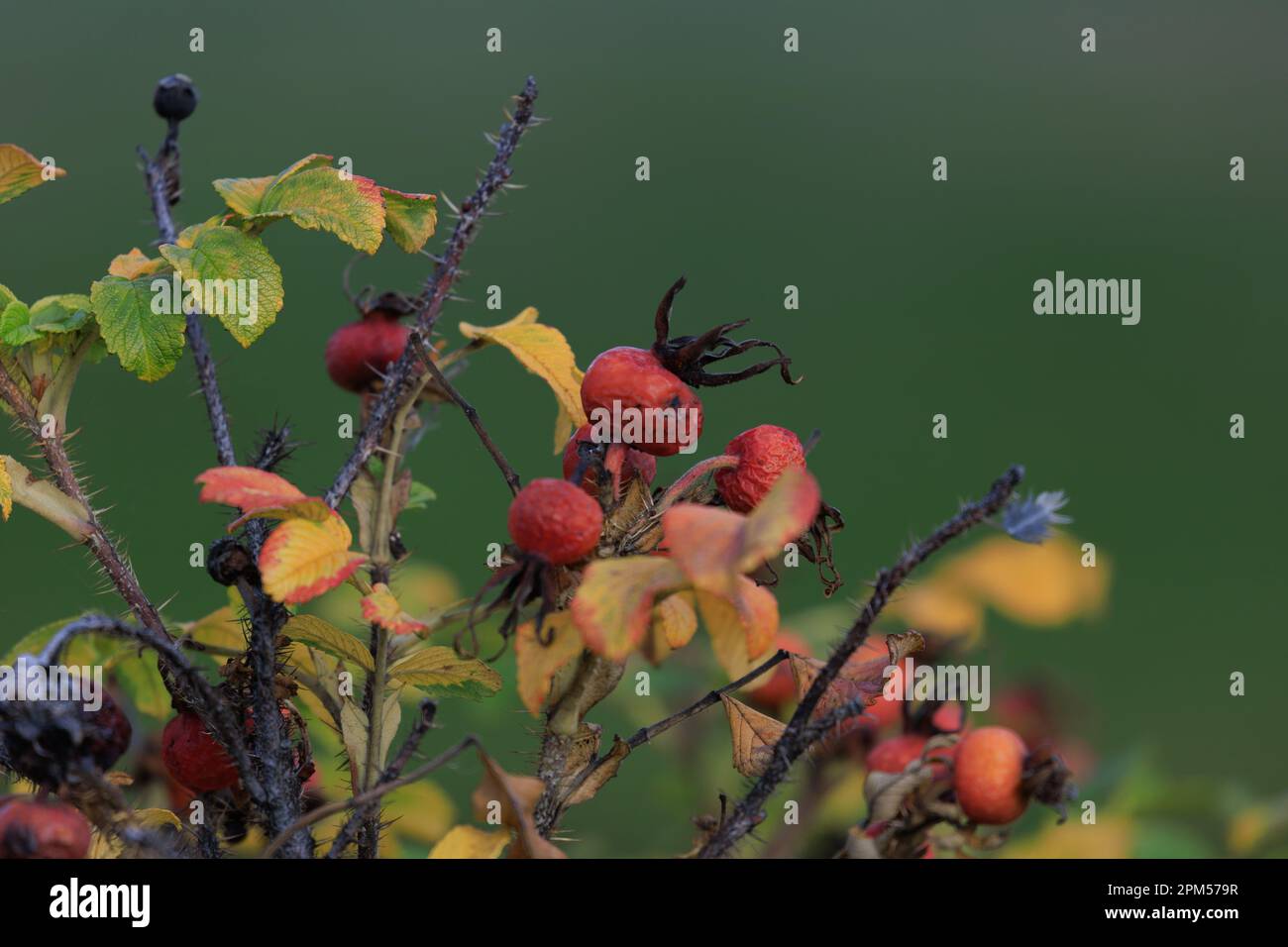 Shrub wild rose hips, leaves and fruits on the branches Stock Photo