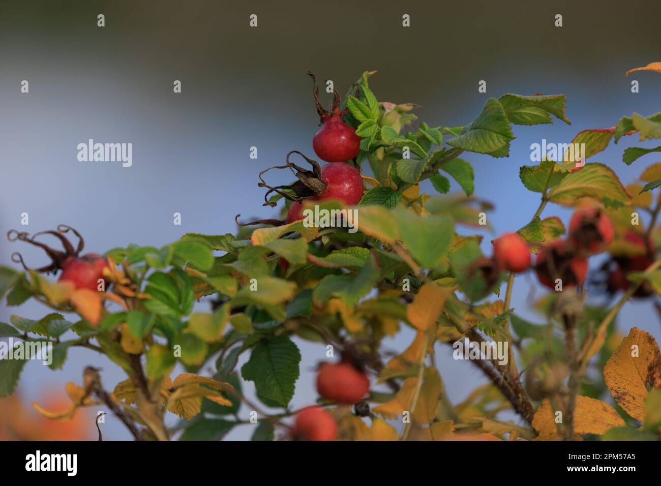 Shrub wild rose hips, leaves and fruits on the branches Stock Photo