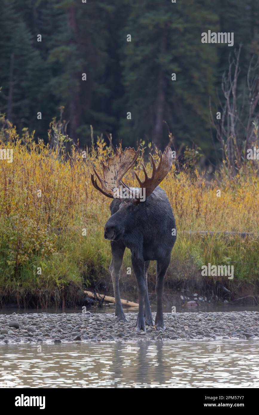 Bull Moose During the Rut in Wyoming in Atuumn Stock Photo - Alamy