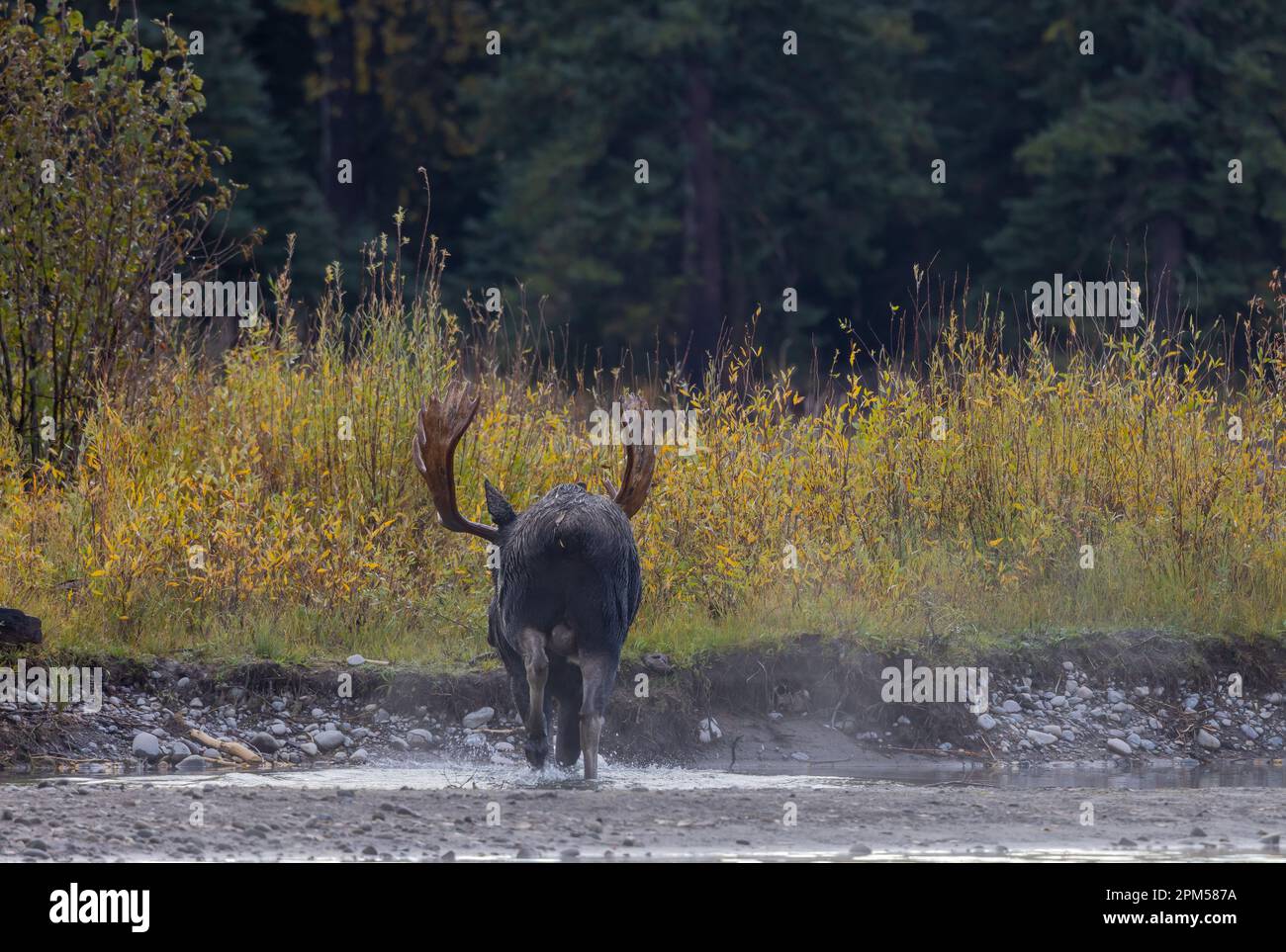 Bull Moose During the Rut in Wyoming in Atuumn Stock Photo - Alamy