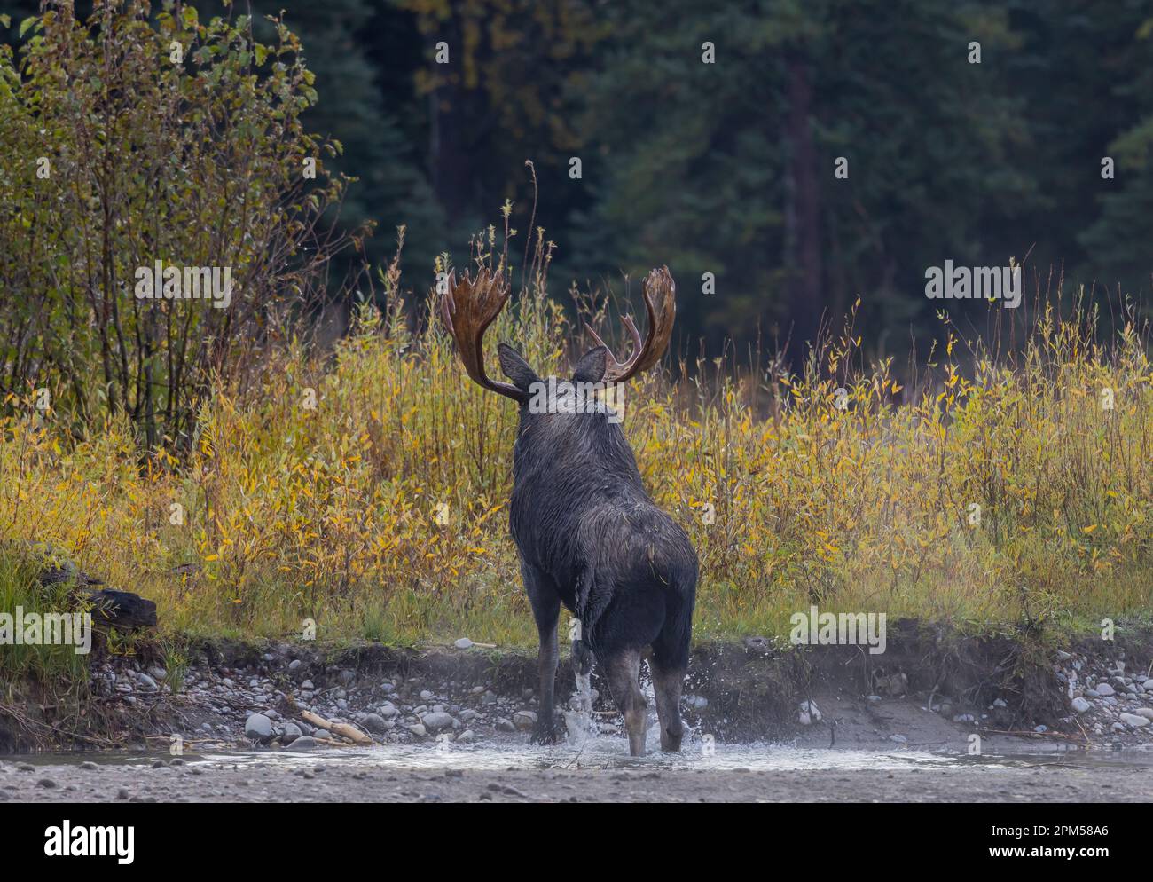 Bull Moose During the Rut in Wyoming in Atuumn Stock Photo - Alamy