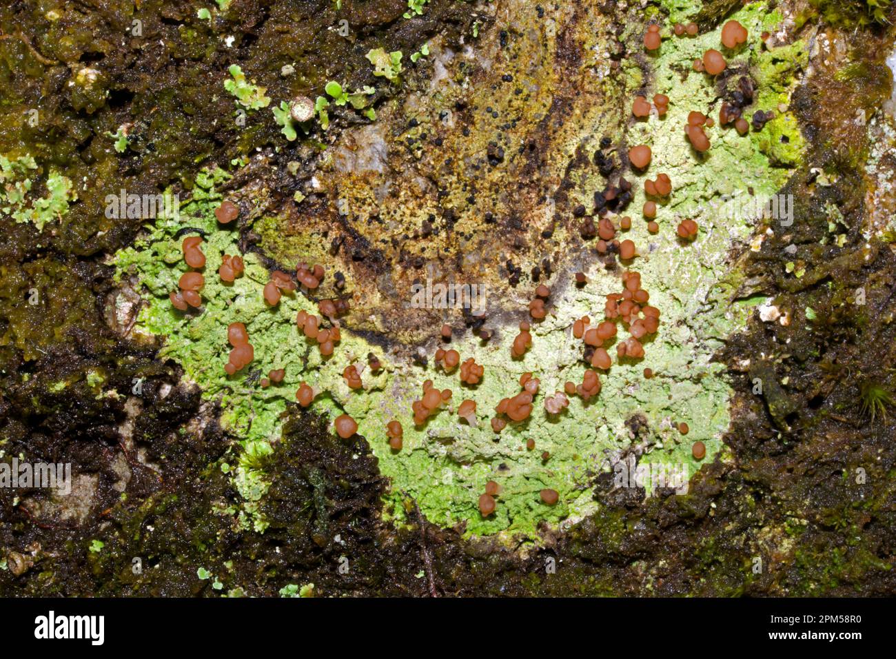 Baeomyces rufus (brown beret lichen) is a crustose lichen that can grow on soil, leaf litter, tree bark or stones. It has a circumpolar distribution. Stock Photo