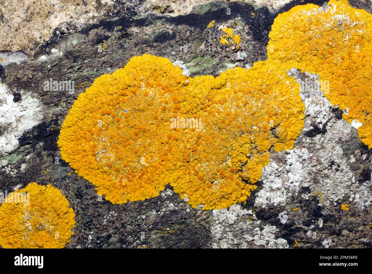 Caloplaca flavescens is a placodioid lichen often found on calcareous rocks including gravestones. Distribution includes Europe and North America. Stock Photo