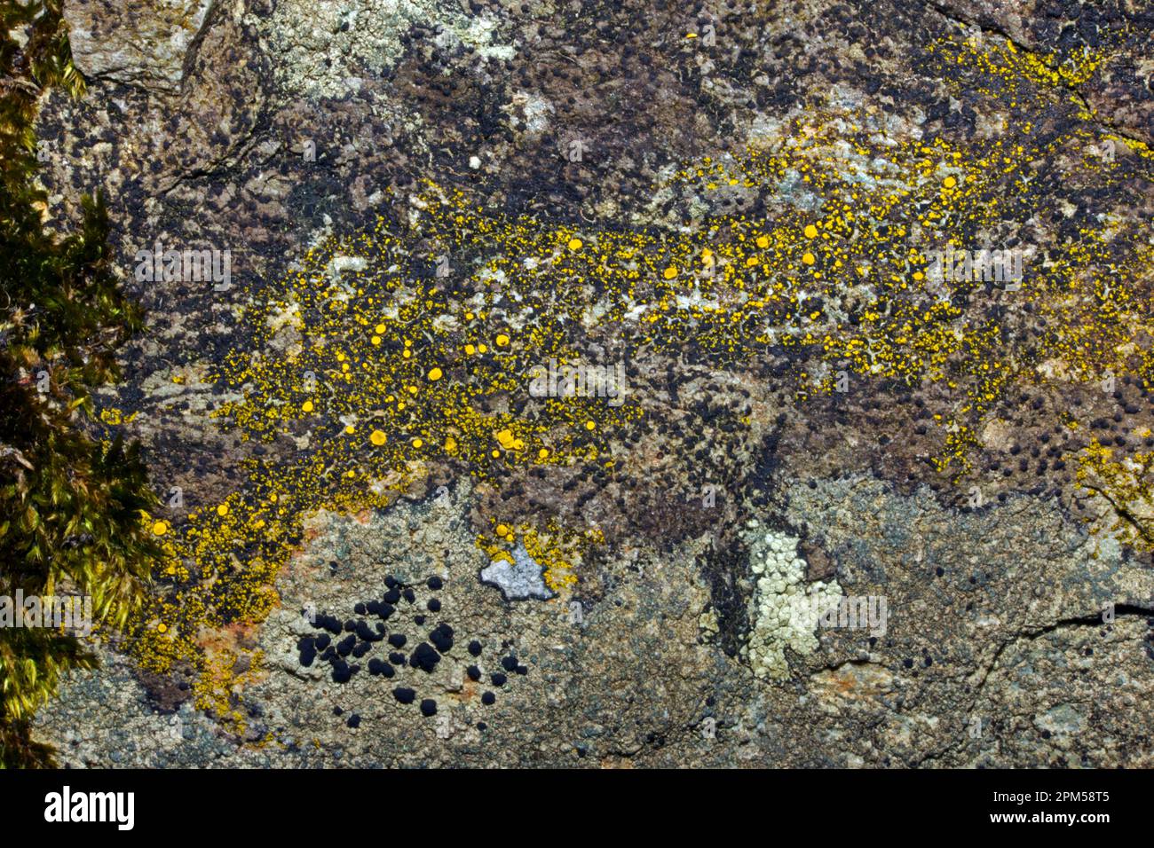Candelariella aurella (eggyolk lichen) is a crustose lichen found on calcareous rock and wood. It has a global distribution. Stock Photo