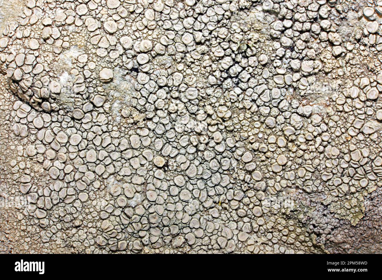 Ochrolechia parella (crab-eye lichen) is a crustose lichen often found on coastal rocks. It is found in both northern and southern hemispheres. Stock Photo