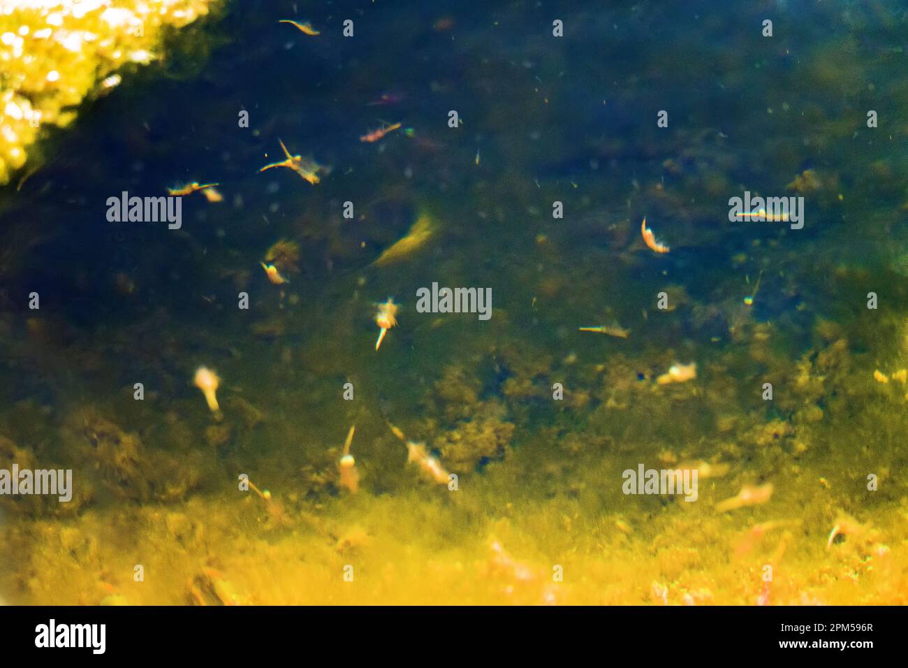Brine shrimp Artemia salina in hypersalted (50 ppm) reservoir swims upside down. Halophilic crustaceans. South Lake Sivash. Northern Black Sea. Artemi Stock Photo