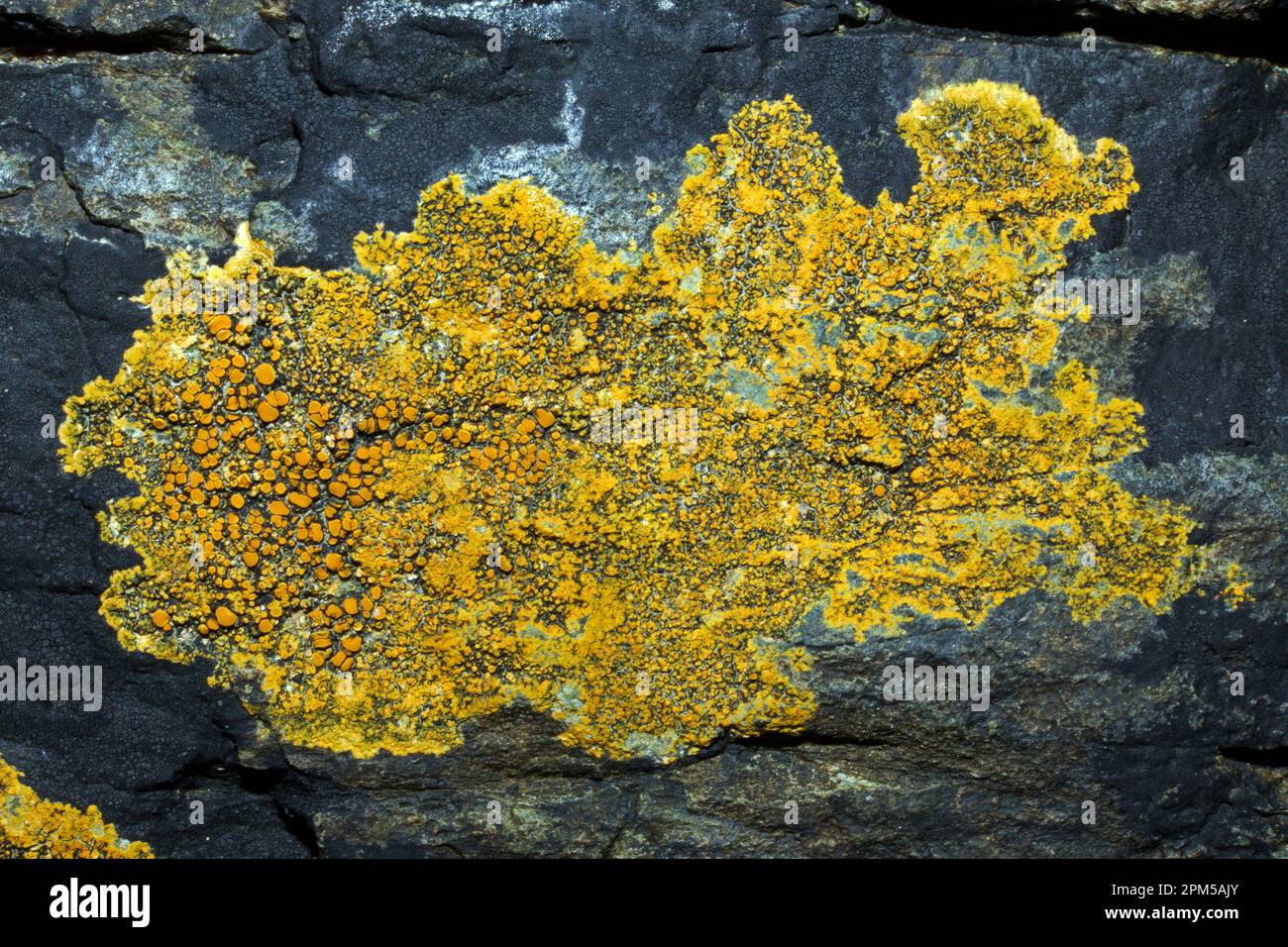 Caloplaca marina (orange sea lichen) is a crustose, placodioid lichen found on coastal rocks. Stock Photo