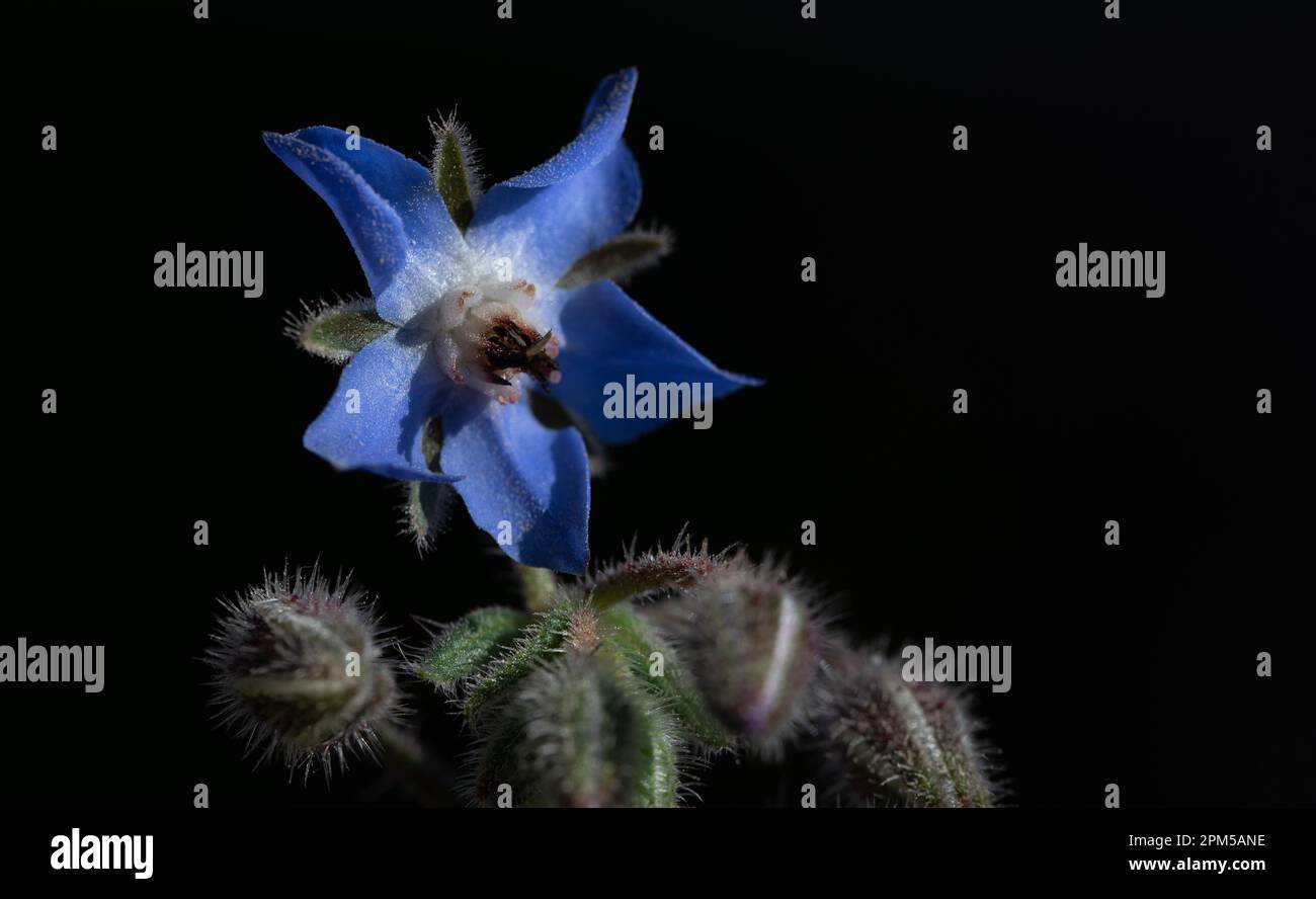 A flower of blooming borage grows against a dark background Stock Photo