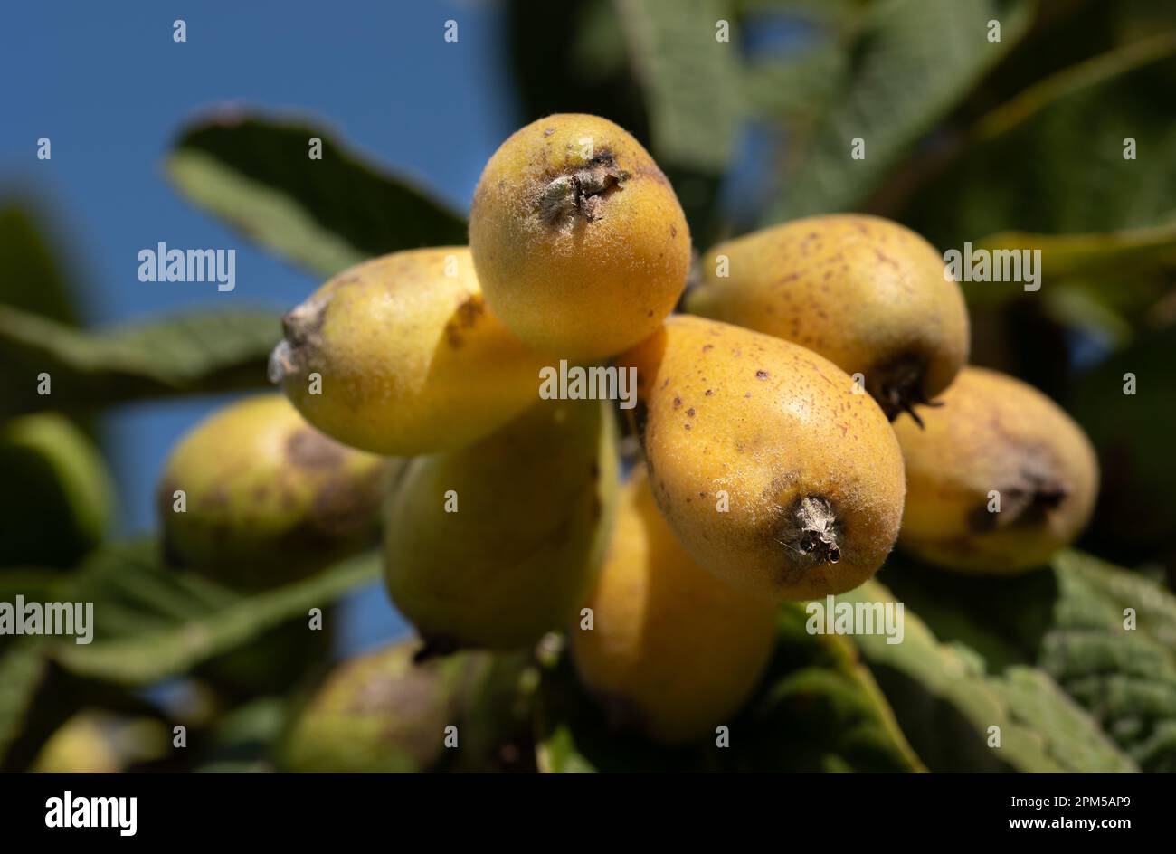 Close up of ripe yellow loquat growing on the branch of a tree in Italy. The background is blue. Stock Photo