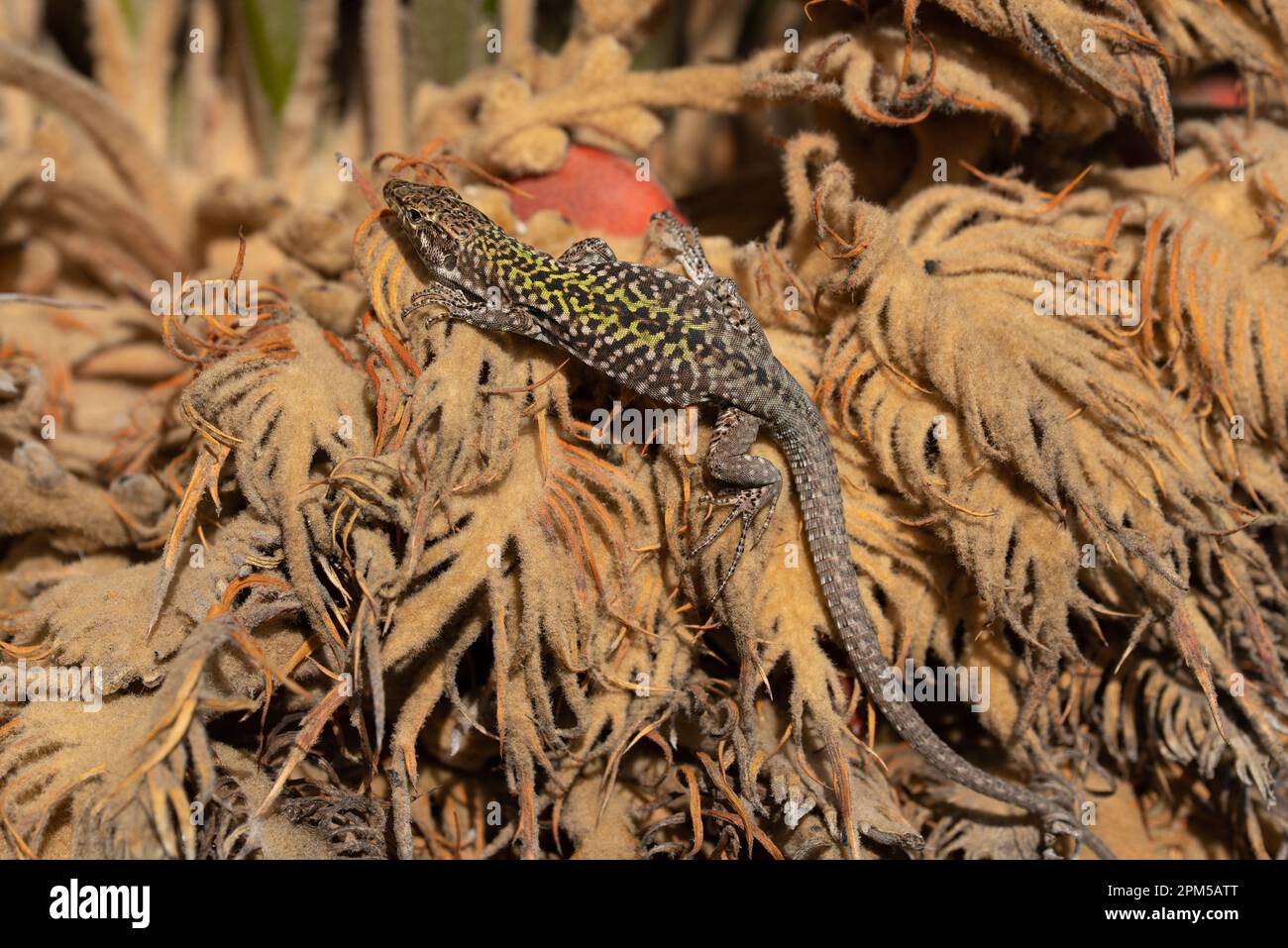 A wall lizard (Podarcis) clambers on dry palm fronds and suns itself in Italy. The reptile is striped green and black. Stock Photo