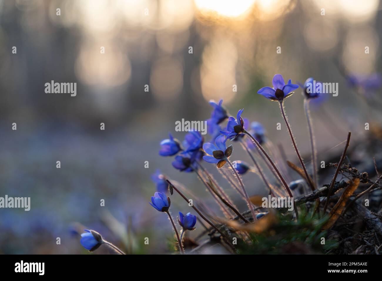 Hepatica liverleaf, liverwort, kidneywort, pennywort (Hepatica nobilis, Anemone hepatica), blooming at sunset, Background. Stock Photo