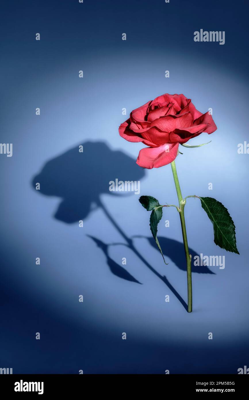 Standing Rose with stark shadows from spotlight Stock Photo