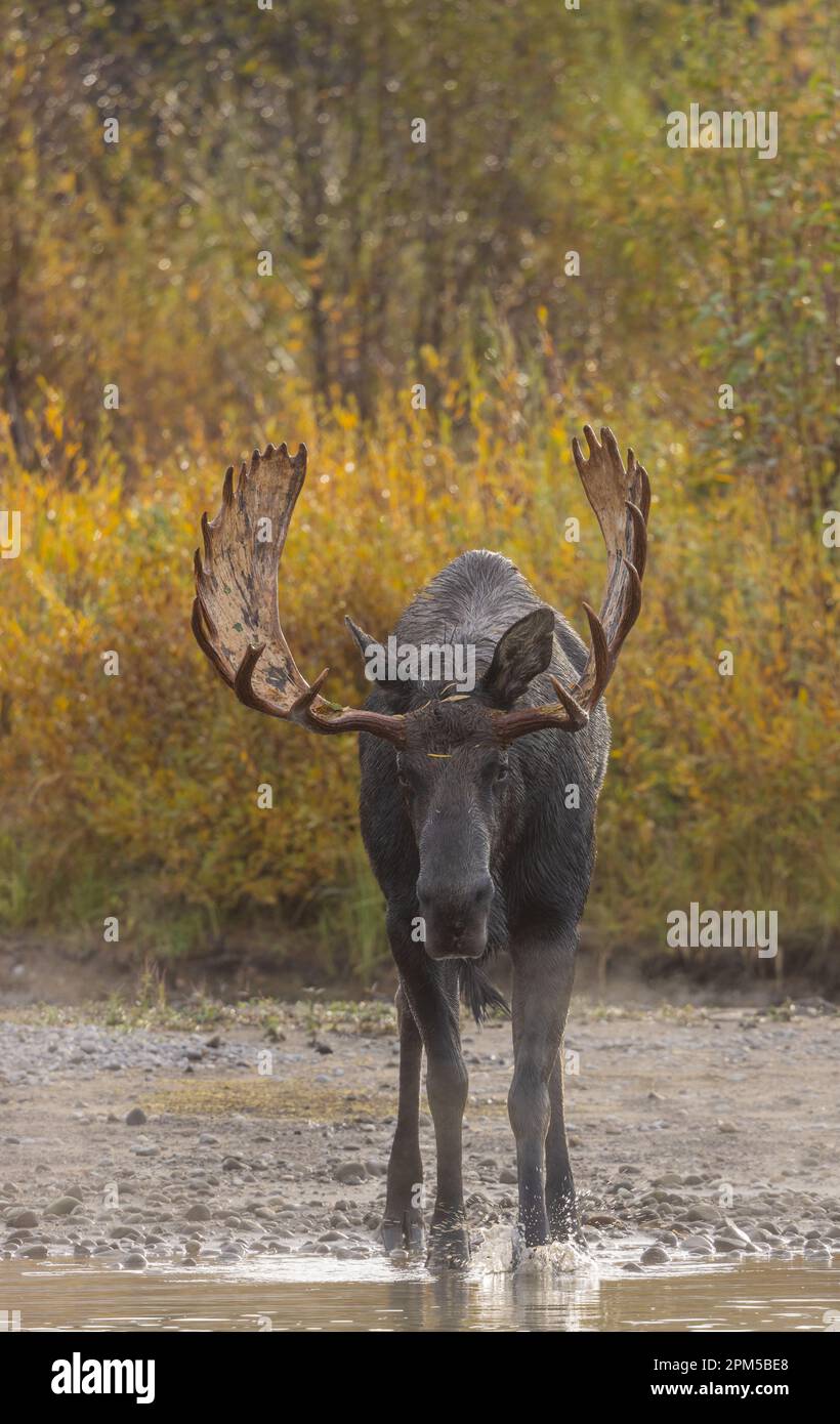 Bull Moose During the Rut in Wyoming in Atuumn Stock Photo - Alamy