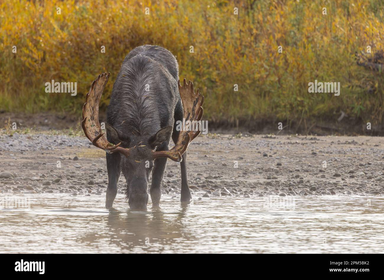 Bull Moose During the Rut in Wyoming in Atuumn Stock Photo - Alamy