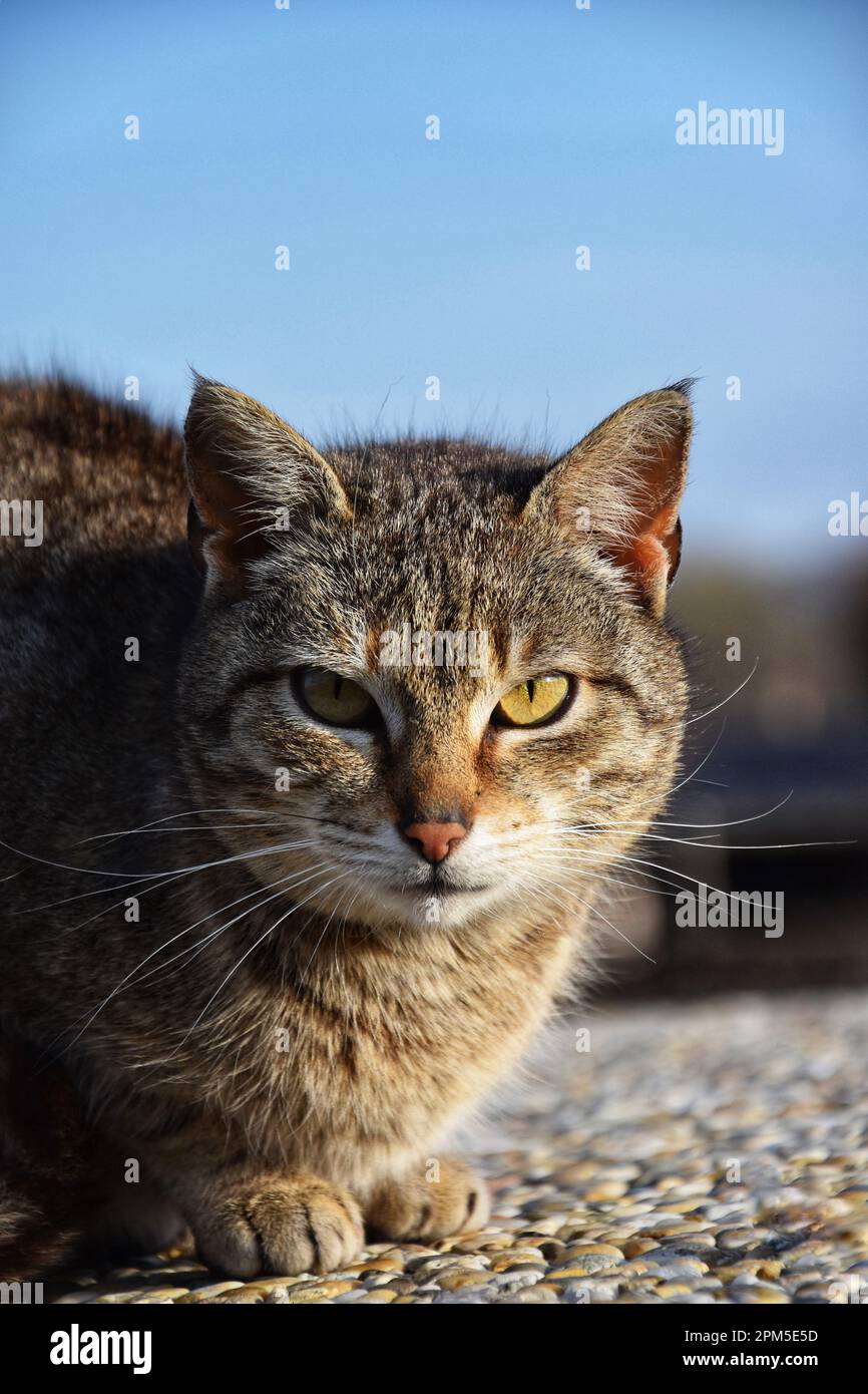 Sitting cat looking at the camera Stock Photo