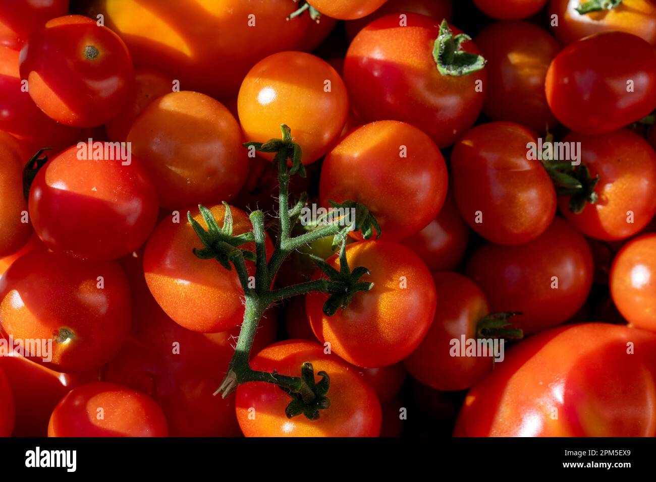 Big pile of red and ripe tomatoes in the sun Stock Photo - Alamy