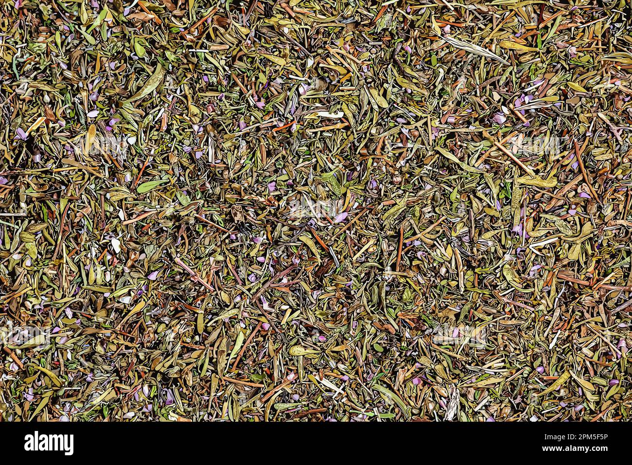 Illustration of thyme dry herb texture background. Latin name Thymus