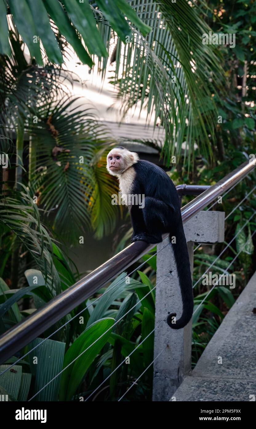White faced capuchin monkey sitting on a railing in Costa Rica Stock ...