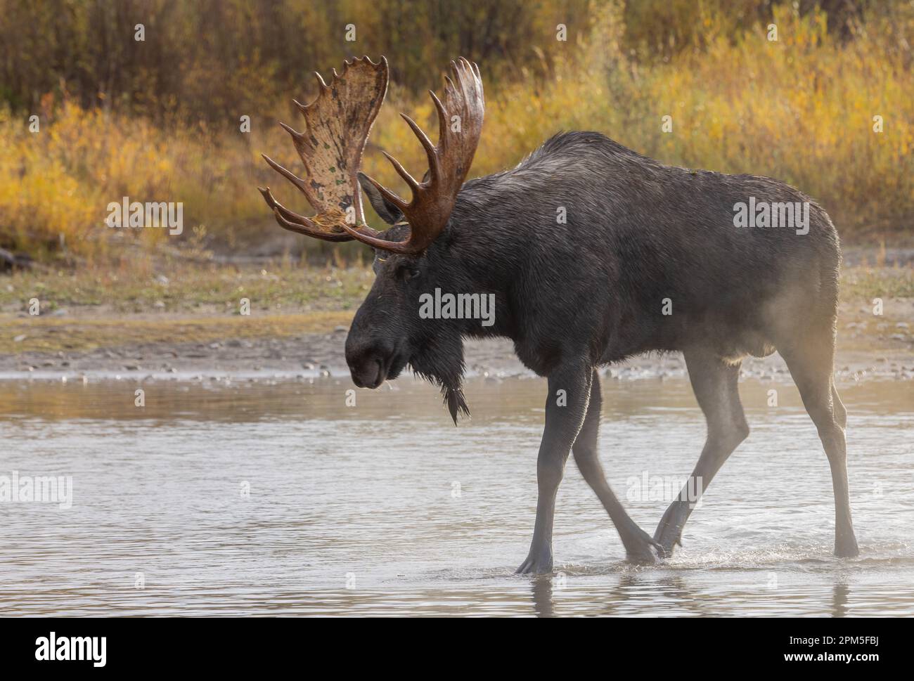 Bull Moose During the Rut in Wyoming in Atuumn Stock Photo - Alamy