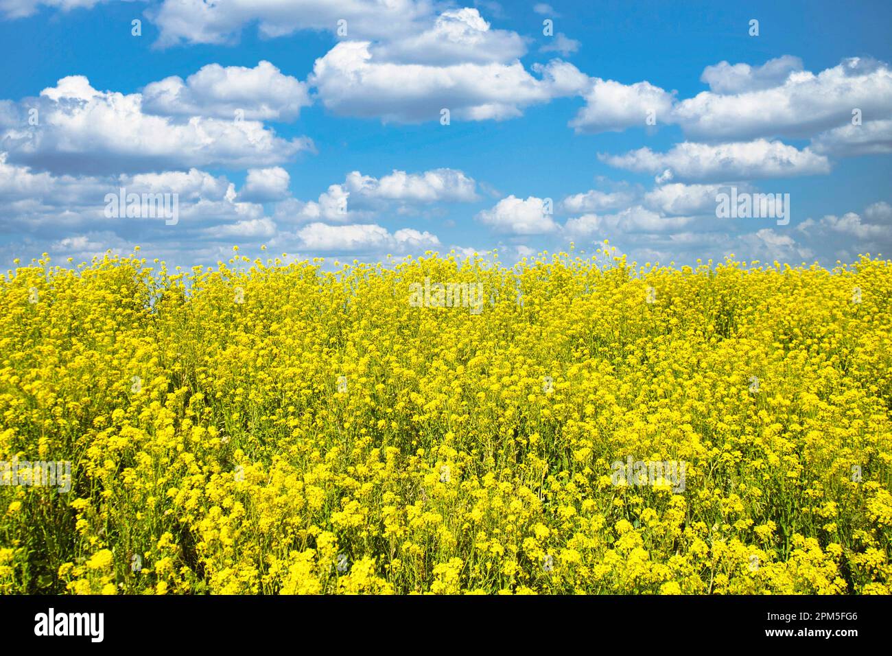 Nanohana flowers and blue sky Stock Photo