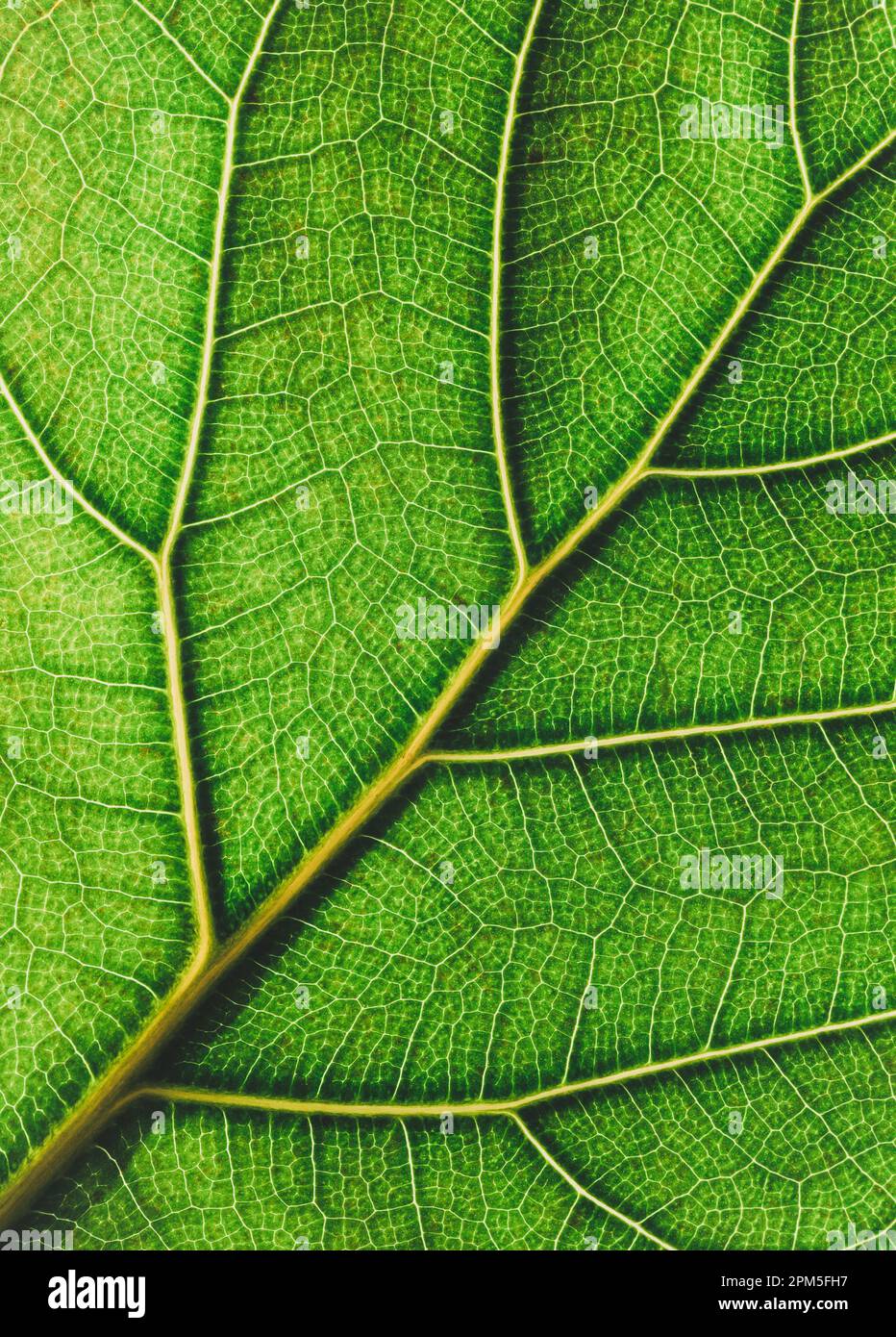Close up of details and veins in bright green fiddle leaf fig leaf. Stock Photo
