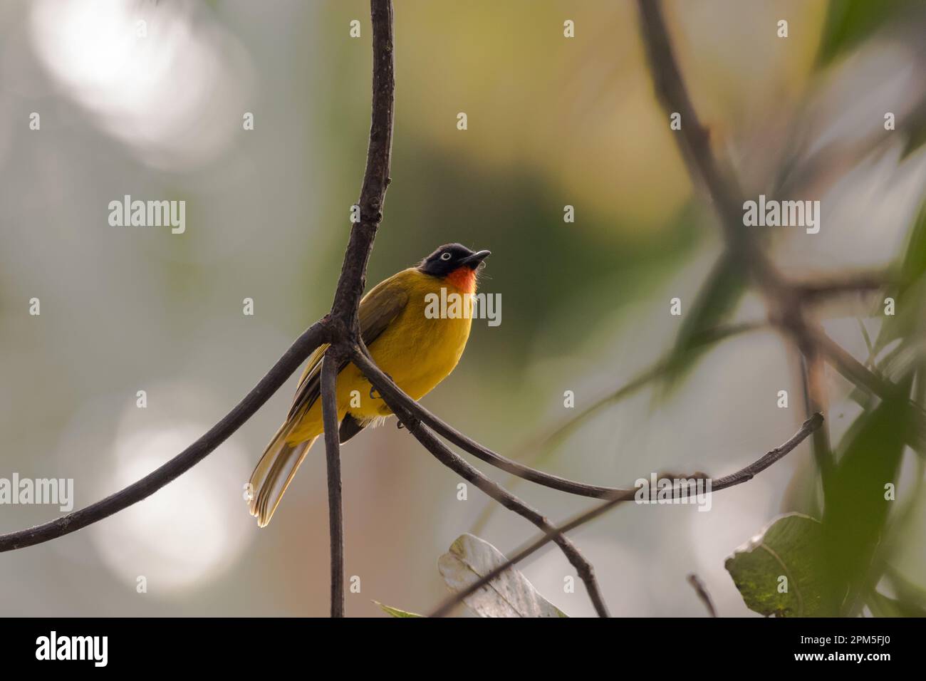 A black headed bulbul bird in branches of a tree in search of insects Stock Photo