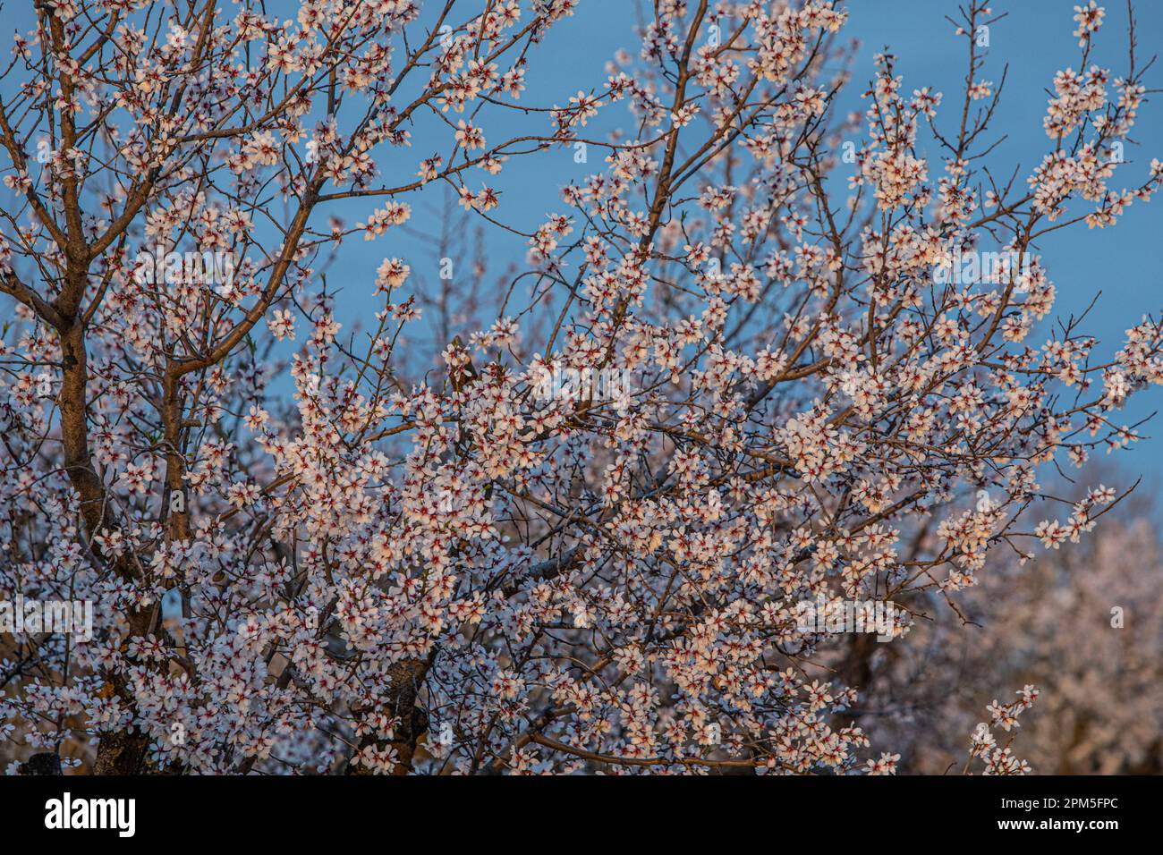 Cherry trees blossoming in Spain over blue sky Stock Photo