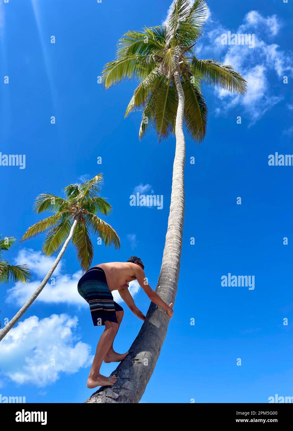 View from below of man climbing palm tree Stock Photo