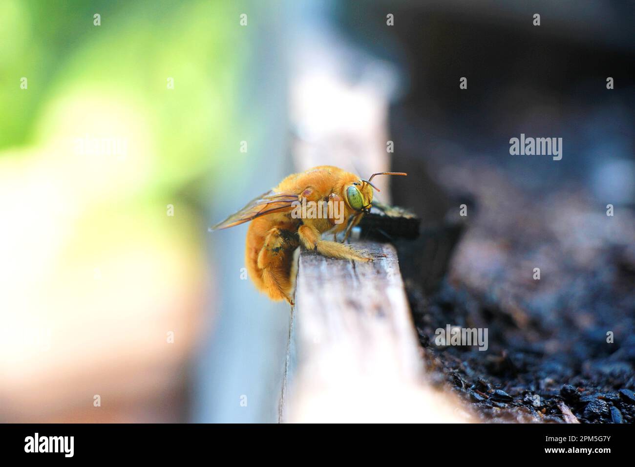Close Up of Teddy Bear Bee on Planter Box Stock Photo Alamy