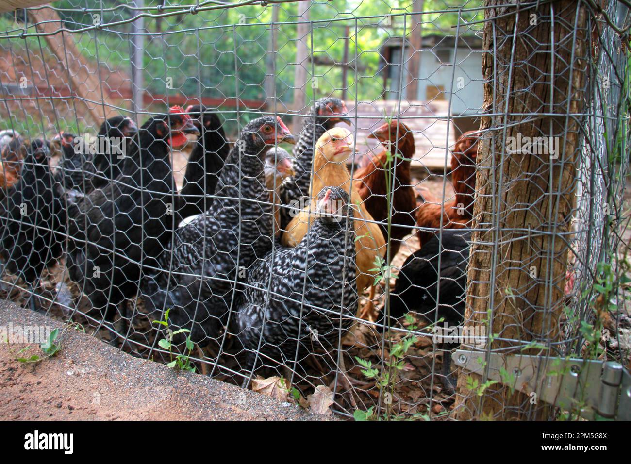 Flock of Chickens in Chicken Run Stock Photo