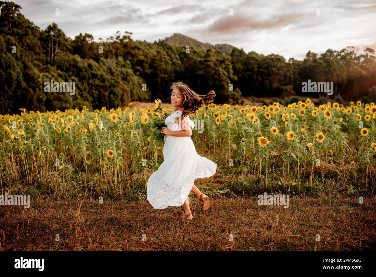 Young girl in flowy white dress dancing in field of sunflowers Stock ...