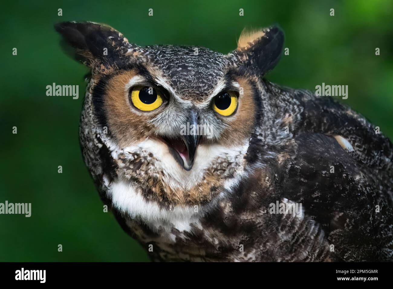 A Great Horned Owl Vocalizing Stock Photo Alamy