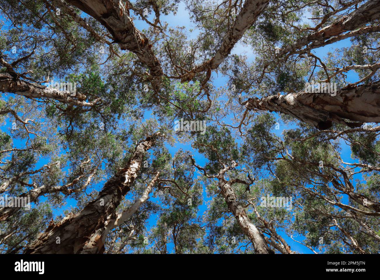Worms eye view of an enchanting Australian forest Stock Photo