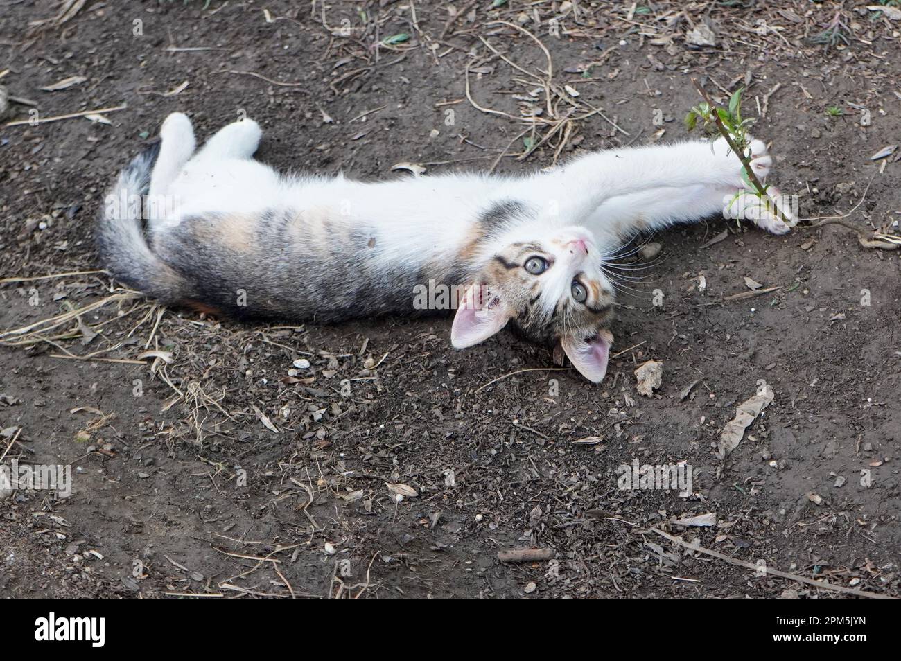 Cute small baby kitten lying on the ground stretching playfully and looking into the camera Stock Photo