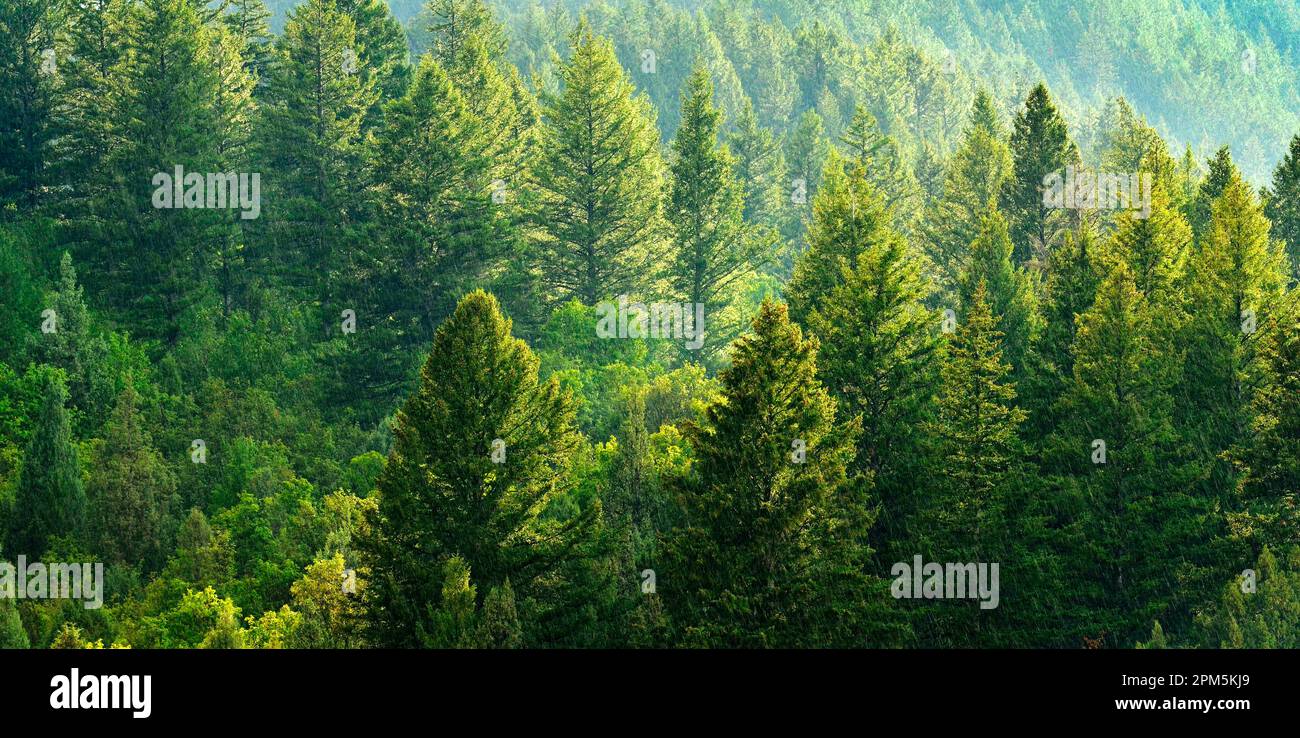Forest of green pine trees on mountainside with late afternoon sunlight