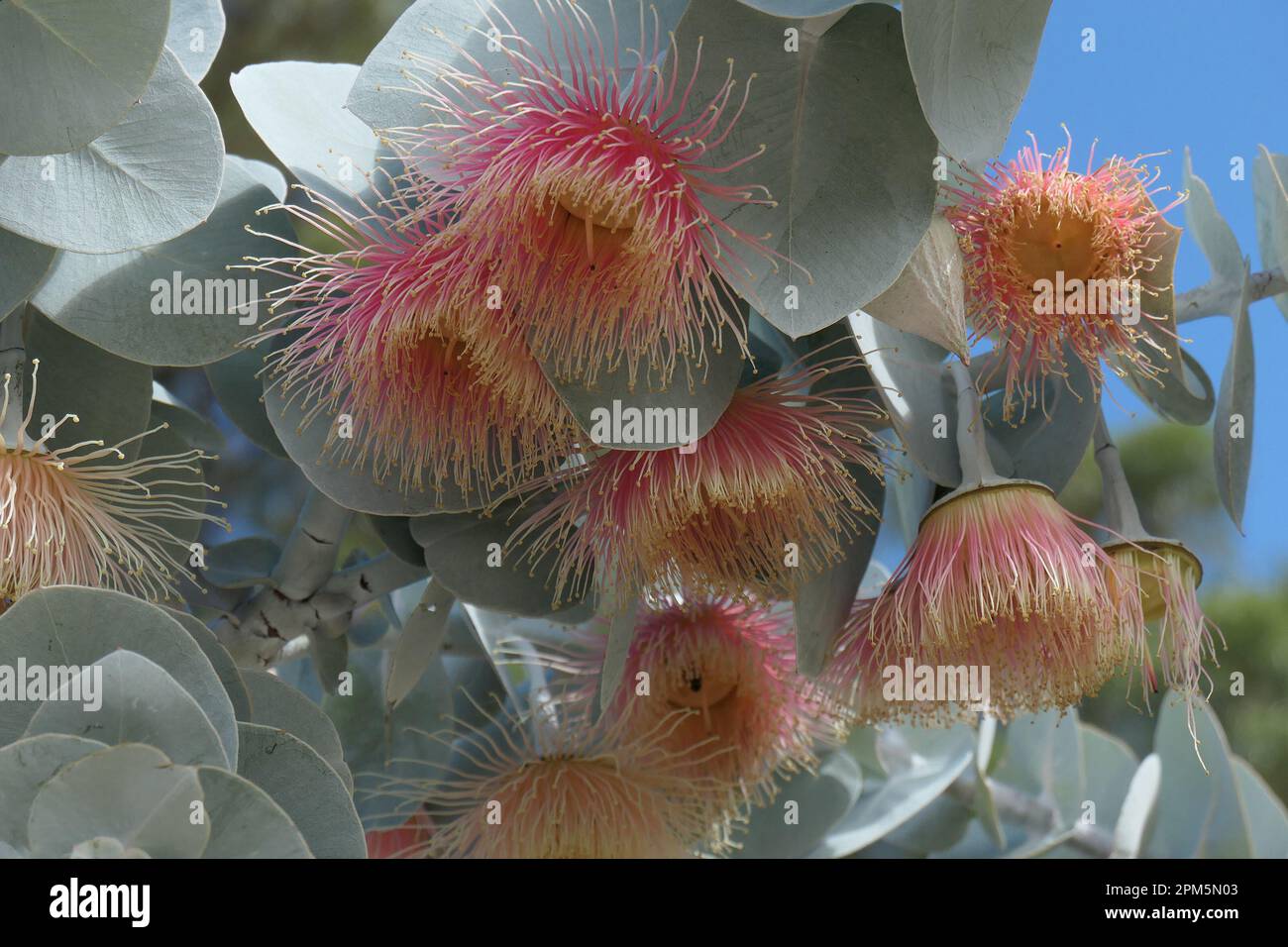 Closeup of the exotic flowers of Eucalyptus rhodantha or rose mallee, a native plant from West Australia. Stock Photo