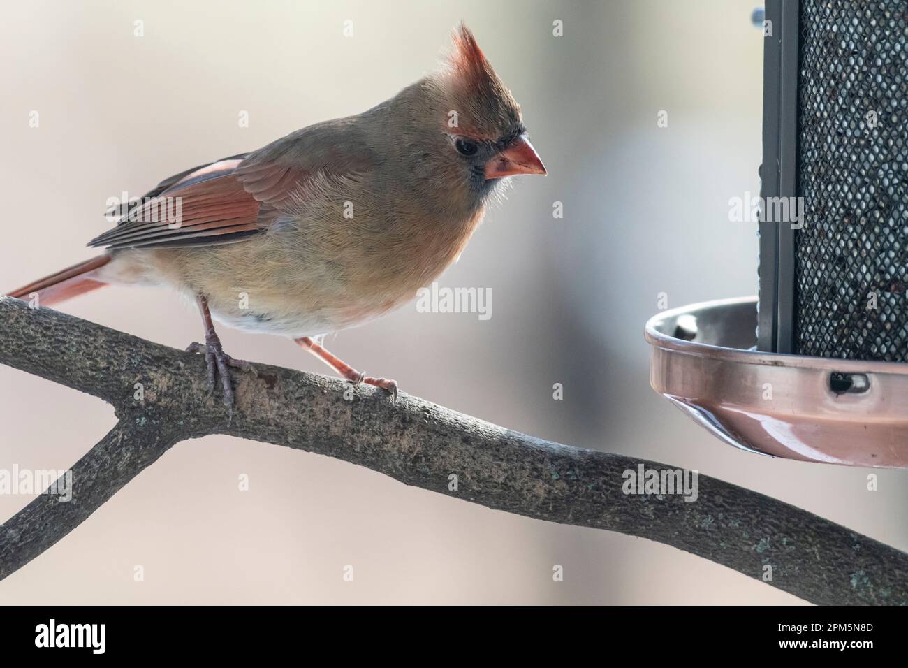 Northern Cardinal, Cardinalis cardinalis, on branch and feeder looking