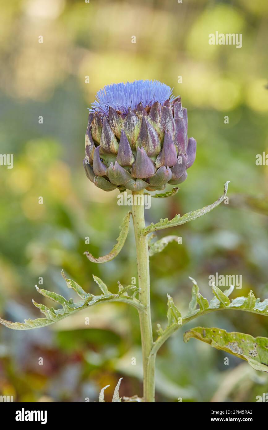 Beautiful large purple flower of the artichoke plant hi-res stock ...