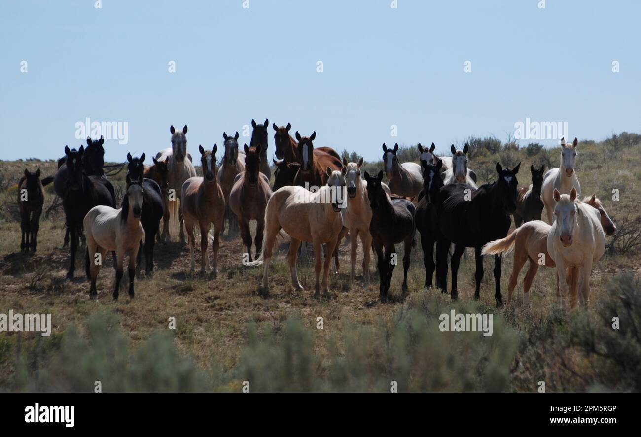 Wild Horses in New Mexico Stock Photo Alamy