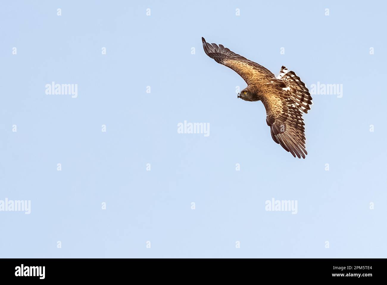 Short-toed snake eagle or Circaetus gallicus open wings flying position in Dadia forest Evros Greece, isolated, blue sky background Stock Photo